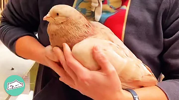 Woman Saves A Chonky Pigeon. Now His Heart Is Bigger Than Life | Cuddle Buddies