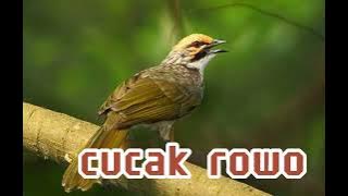 Suara Burung Cucak Rowo Untuk Masteran Durasi 1 Jam