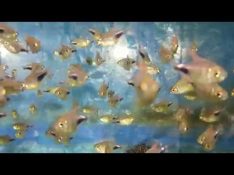 Hemigrammus pulcher 3-4 cm (réf 74)