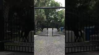 Dual Gate Opener