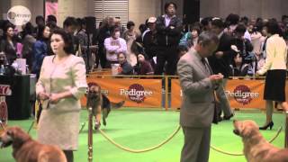 ２０００匹が美を競う 東京で ドッグショー 開催 Youtube
