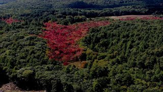 VIDEO NOW: When can we expect to see fall foliage peak across southern New England?