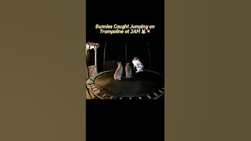 🎥 Bunnies Caught Jumping on Trampoline at 2AM 🐰💥 #NightCam #FunnyAnimals #BunnyJumpers