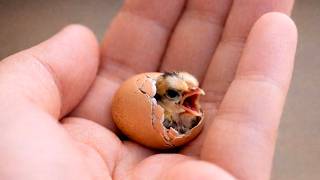 From Hatching to First Flight: An Astonishing Transformation 🐣🥚➡️🕊️✨