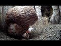 Tawny Owl Reveals 2nd Egg | Luna &amp; Bomber | Robert E Fuller