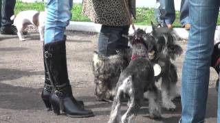 Выставка собак всех пород - Николаев