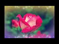 Pinkster-Koortjies- Album-Het u lekker smakkie