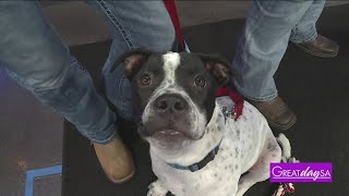 National Adopt a Shelter Pet Day | Great Day SA
