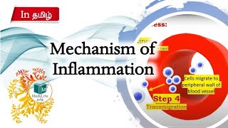 Inflammation in Tamil | Medulite தமிழ்