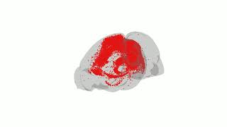 RBP4-Cre rabies tracing from PM, brainrender