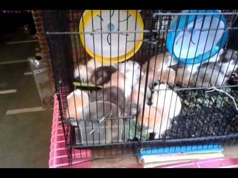 Pets in Crawford market - YouTube