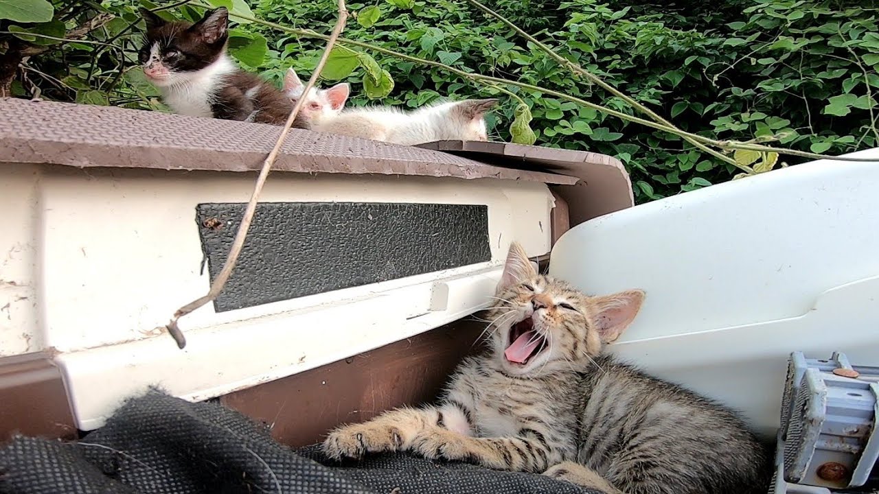 野良猫 子猫 どこに いる