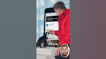 @MrBeast  Can Teach a Penguin To Subscribe #shorts #mrbeast #reaction