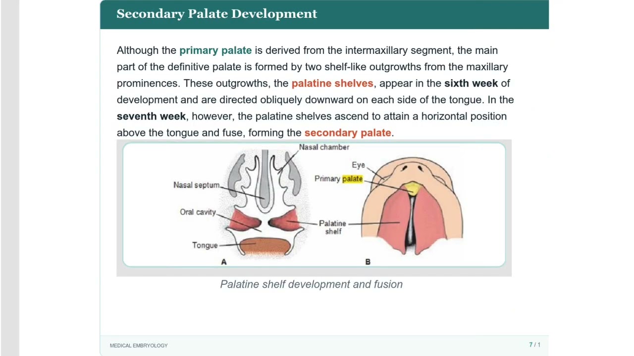 الامبريو - طب تكريت - البلوك الثاني - embryo of nose & nasal cavity & tongue - هكرناها