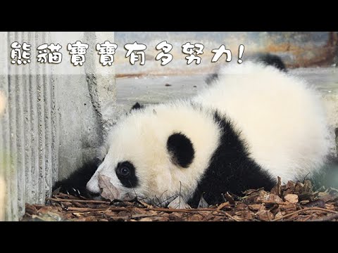 《熊貓早晚安》熊貓寶寶有多努力! | iPanda熊貓頻道