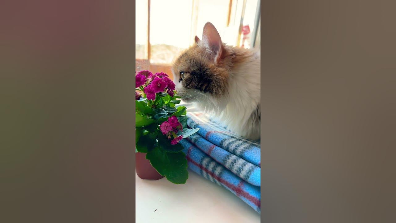 Пипец #животные #cat #котики #cats #catlover #кошки #кот #котик # ...