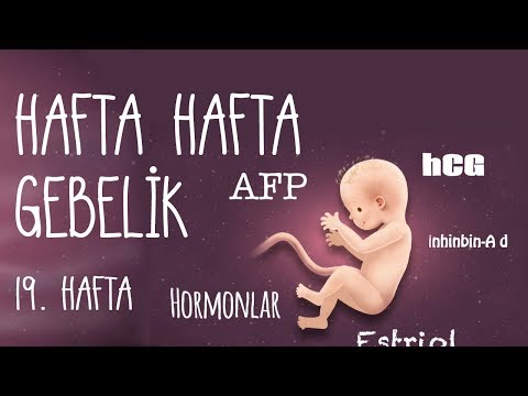 Video: 19 Haftalık Hamilelik: Duyular, Fetal Gelişim