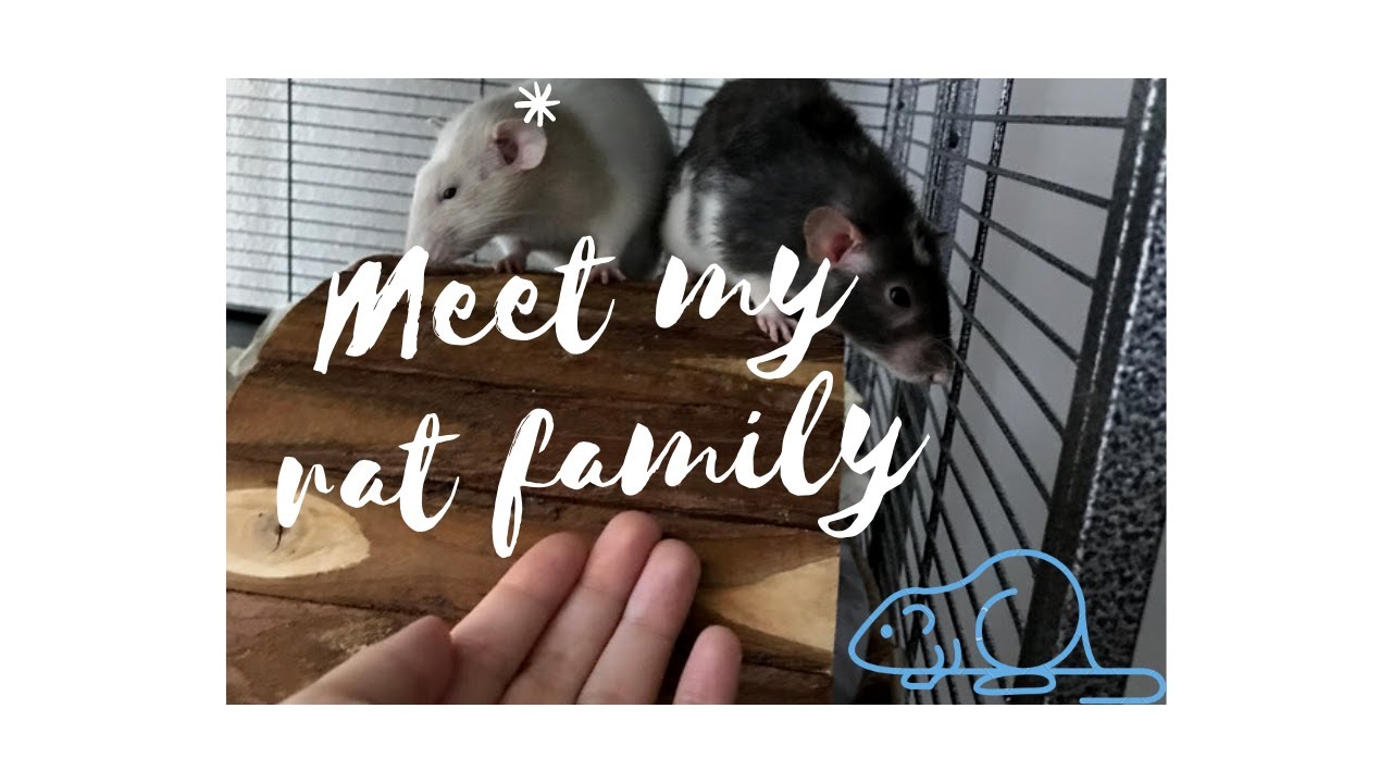 Meet my Rats - YouTube