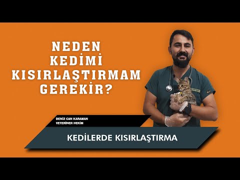 Kedilerde Kısırlaştırma