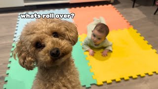 Baby Shows Toy Poodle How To Roll Over