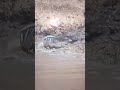 A giant crocodile waiting for its prey underwater attacks wildebeest | #shorts