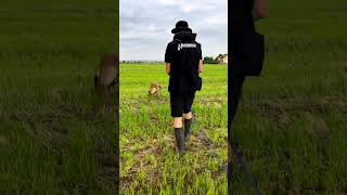 Следовая работа малинуа  - дрессировка бельгийской овчарки Belgian Shepherd Malinois