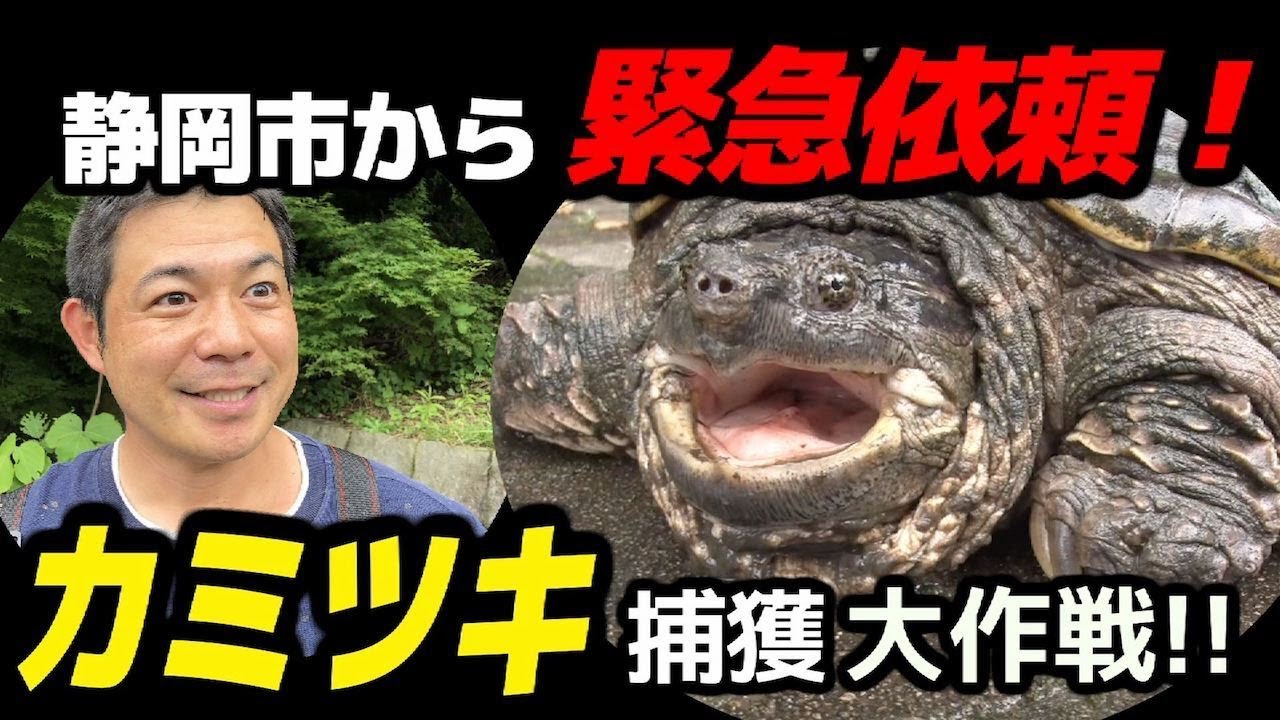 7.カミツキガメ捕獲大作戦！【衝撃の瞬間】ワナ125個で巨大ガメ350匹‼︎