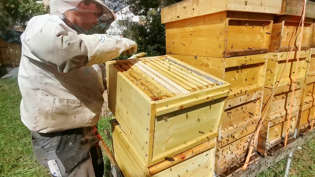 Zander Beute mit Dadant Betriebswiese in eigenenentwickelter Zarge