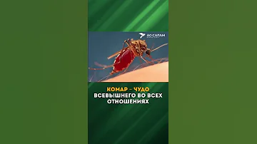 Воистину, Аллаh не смущается приводить притчи о комаре или том, что меньше его #shorts