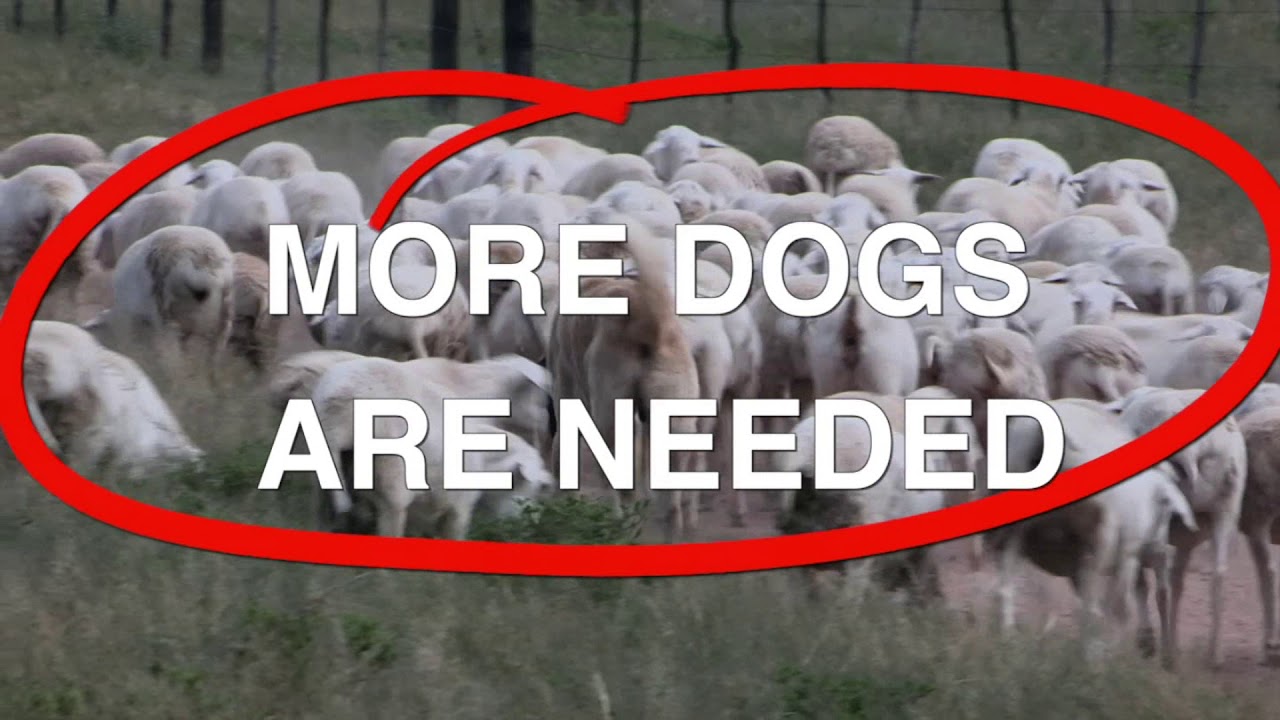 Livestock Guarding Dogs and Global Warming (UK version)