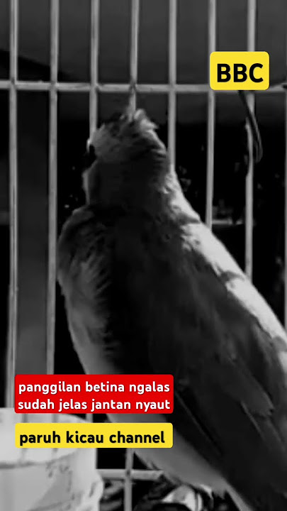 suara panggilan betina ngalas jelas bikin jantan nyaut bunyi gacor #shorts #shortsvideo #shortsfeed
