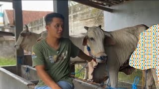 Download Lagu Tiga Indukan Super Baru MP3 Download Lagu Tiga Indukan Super Baru MP3