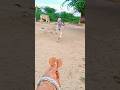 प्यारी बछिया #cow #shortsfeed #cows #shortvideo #gaumata #ytshorts #cowvideos #shorts #cowvideo
