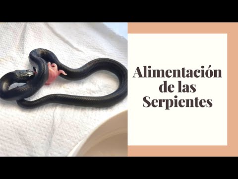 Video: ¿Cómo son los hábitos alimenticios de las serpientes?