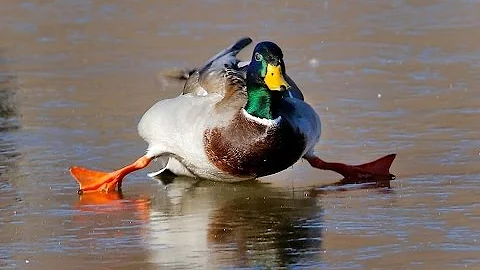 Ducks land on frozen pond timelapse