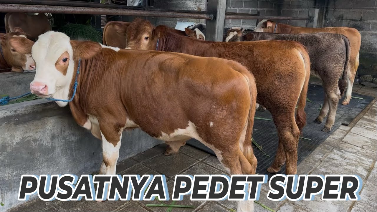 grosir sapi super mas yohandi kediri 
