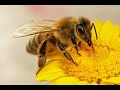 A vida doce, mas sem moleza - Quatro anos da vida de uma abelha