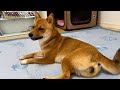 新しいカーペットを敷くと思ってもない行動をする柴犬