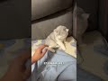 this man pranked his cat