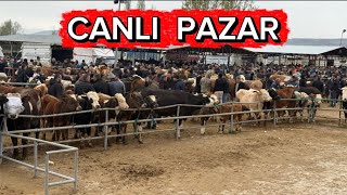 TOKAT TURHAL HAYVAN PAZARI 08 NİSAN / KURBANLIK FİYATLARI