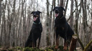 Une journée avec mes beaucerons