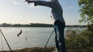 Câu cá ngát sông cần giuộc