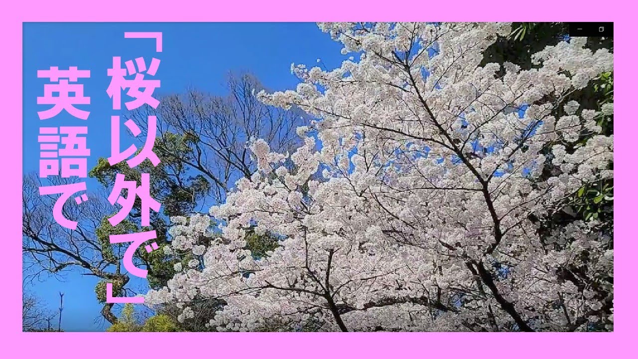 桜以外で を英語で Youtube