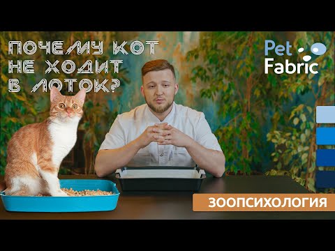 Почему кот НЕ ХОДИТ В ЛОТОК? Рассказали: как понять причину и ее устранить