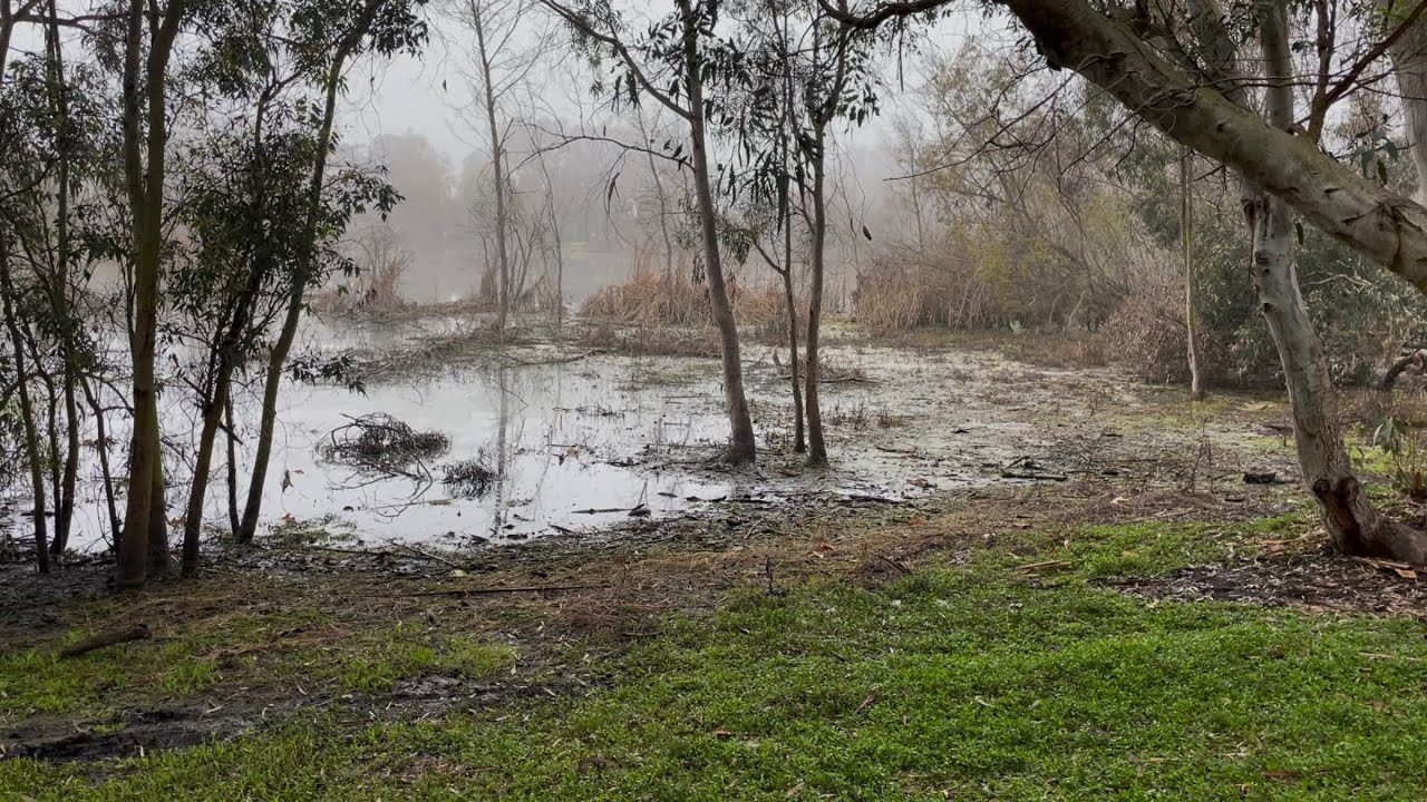 asmr birding vlog (bird sounds, no talking, leaf crunching) 