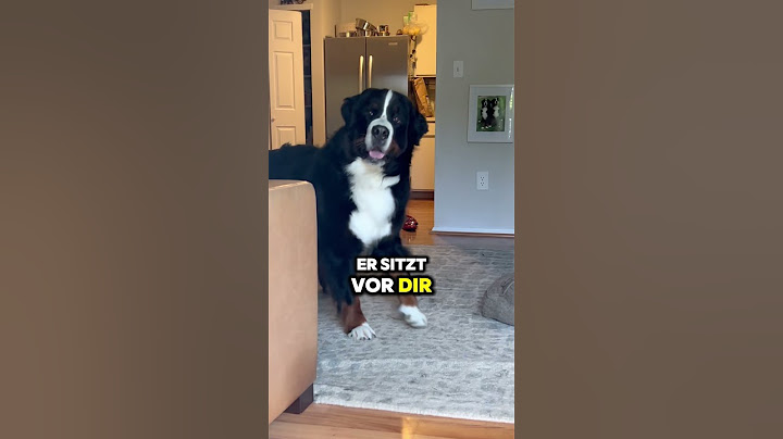 Triff den Berner Sennenhund. #bernersennenhund #hundeliebe #hund
