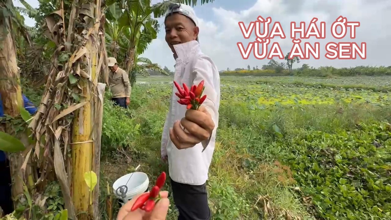Ra Vườn Hái Ớt, Tiện Tay Hái Sen Luôn #ngườiđồngtháp