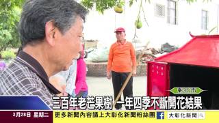 1060328三百年老芒果樹 一年四季不斷開花結果