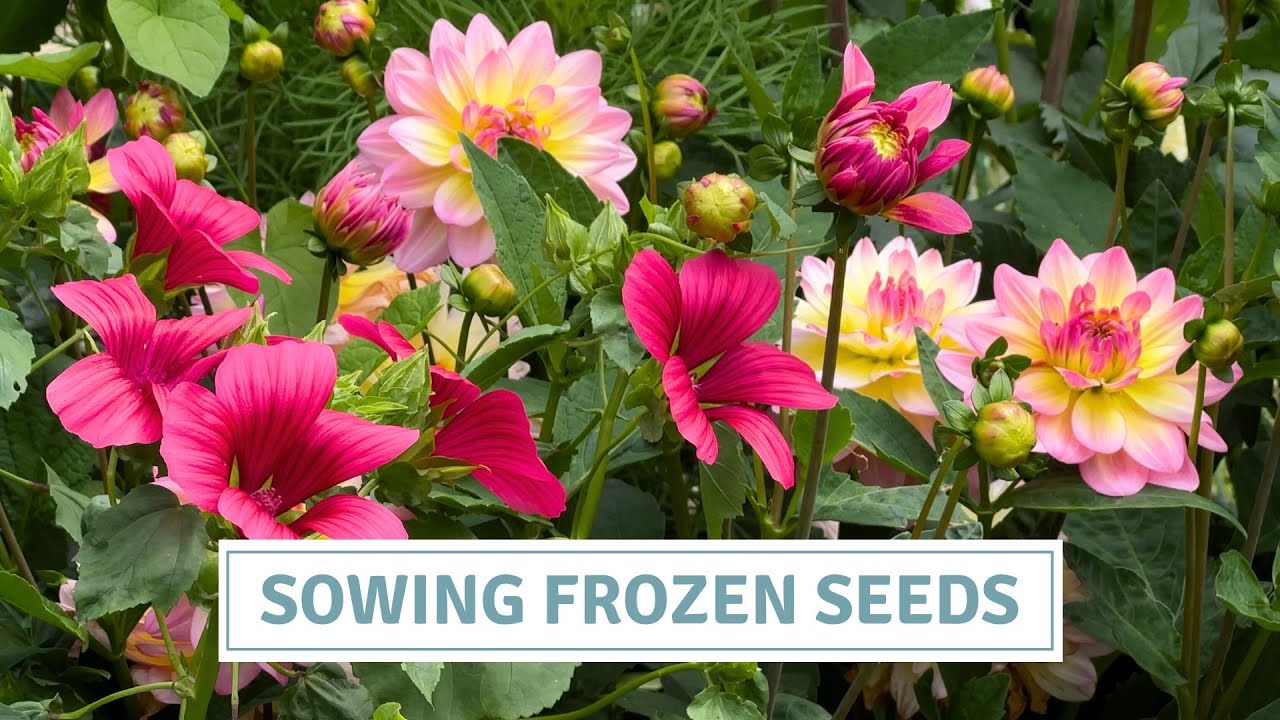 How to Grow Gorgeous Cut Flowers from Seed | Larkspur, Malope &  Poppies// Cottoverdi