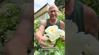 Personal growing review Of modern shrub Rose ‘Countess of Wessex’ -(BEAcream )#gardenerben
